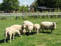 Schafe Gruppenfoto komp